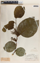 Phyllanthus adenodiscus image