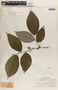 Phyllanthus adenodiscus image
