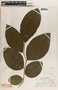 Phyllanthus adenodiscus image