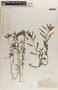 Phyllanthus amarus image