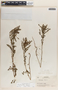 Phyllanthus amarus image