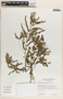 Phyllanthus amarus image