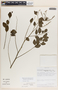 Phyllanthus anisolobus image