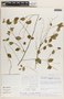 Phyllanthus anisolobus image