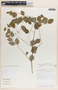 Phyllanthus anisolobus image