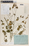 Phyllanthus anisolobus image