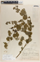 Phyllanthus anisolobus image