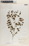 Phyllanthus anisolobus image