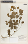 Phyllanthus anisolobus image