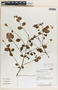 Phyllanthus anisolobus image
