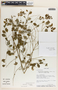 Phyllanthus anisolobus image
