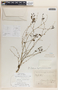 Phyllanthus anisolobus image