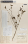 Phyllanthus anisolobus image