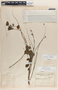 Phyllanthus anisolobus image
