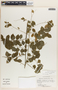Phyllanthus anisolobus image