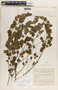 Phyllanthus anisolobus image