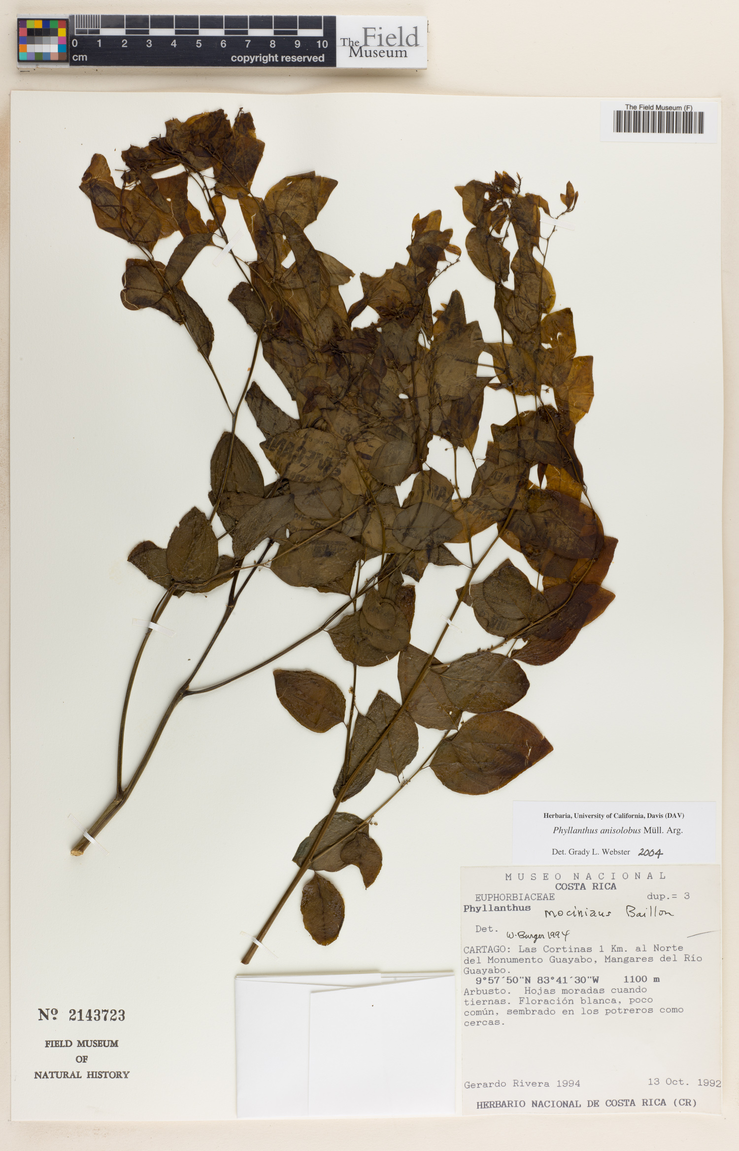 Phyllanthus anisolobus image