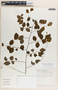 Phyllanthus anisolobus image