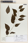 Astrocasia austinii image