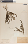 Phyllanthus caroliniensis image
