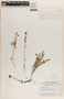 Phyllanthus caroliniensis image