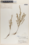 Phyllanthus caroliniensis image