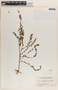 Phyllanthus caroliniensis image