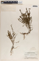 Phyllanthus caroliniensis image