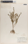 Phyllanthus caroliniensis image