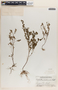 Phyllanthus caroliniensis image