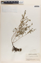 Phyllanthus caroliniensis image