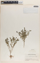 Phyllanthus caroliniensis image