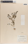 Phyllanthus caroliniensis image