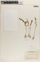 Phyllanthus caroliniensis image