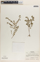 Phyllanthus caroliniensis image