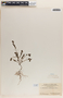 Phyllanthus caroliniensis image