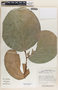 Phyllanthus coalcomanensis image