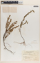 Phyllanthus compressus image