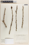 Phyllanthus elsiae image