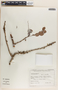 Phyllanthus elsiae image