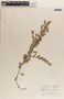 Phyllanthus liebmannianus image