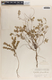 Phyllanthus liebmannianus image