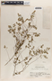 Phyllanthus liebmannianus image