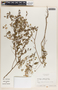 Phyllanthus liebmannianus image