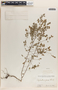 Phyllanthus liebmannianus image