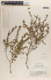 Phyllanthus liebmannianus image