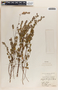 Phyllanthus liebmannianus image