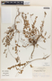 Phyllanthus liebmannianus image
