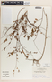 Phyllanthus liebmannianus image