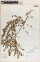 Phyllanthus liebmannianus image